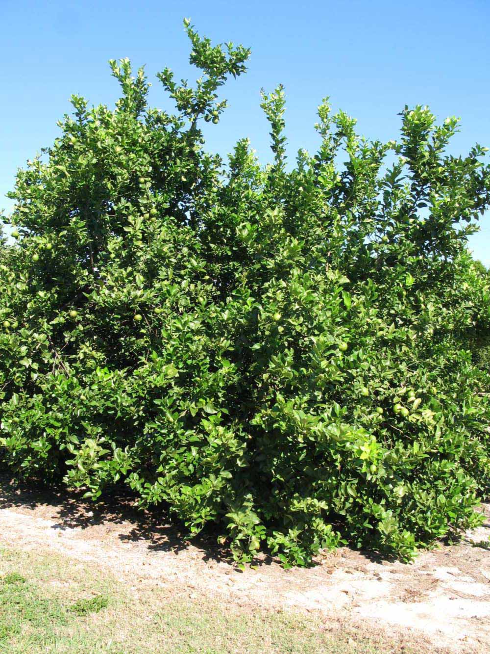            Habit (Bearss, Winter Haven, FL)   